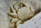 Fossil Crab (Potamon) Preserved in Travertine - Turkey #112337-1